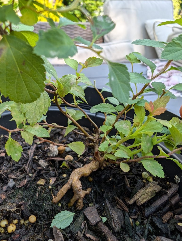 Japanese Spirea Bonsai