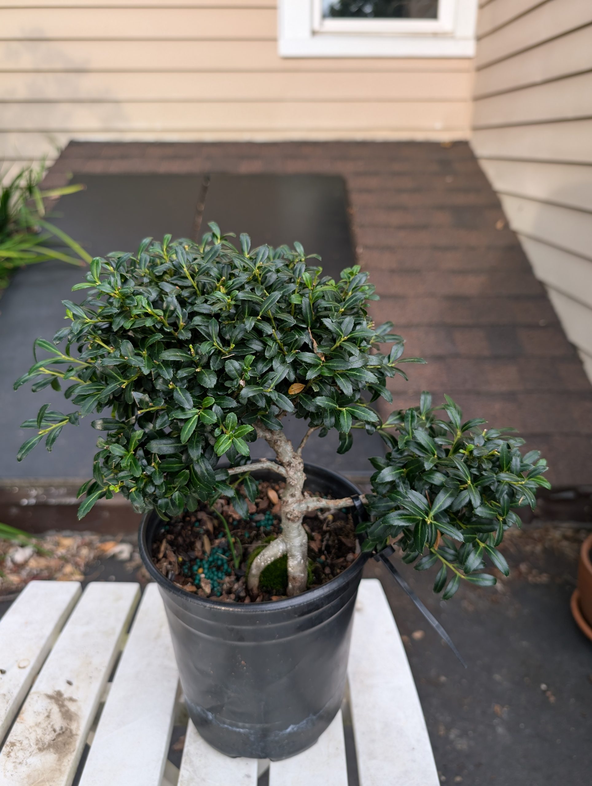 Japanese Holly Bonsai