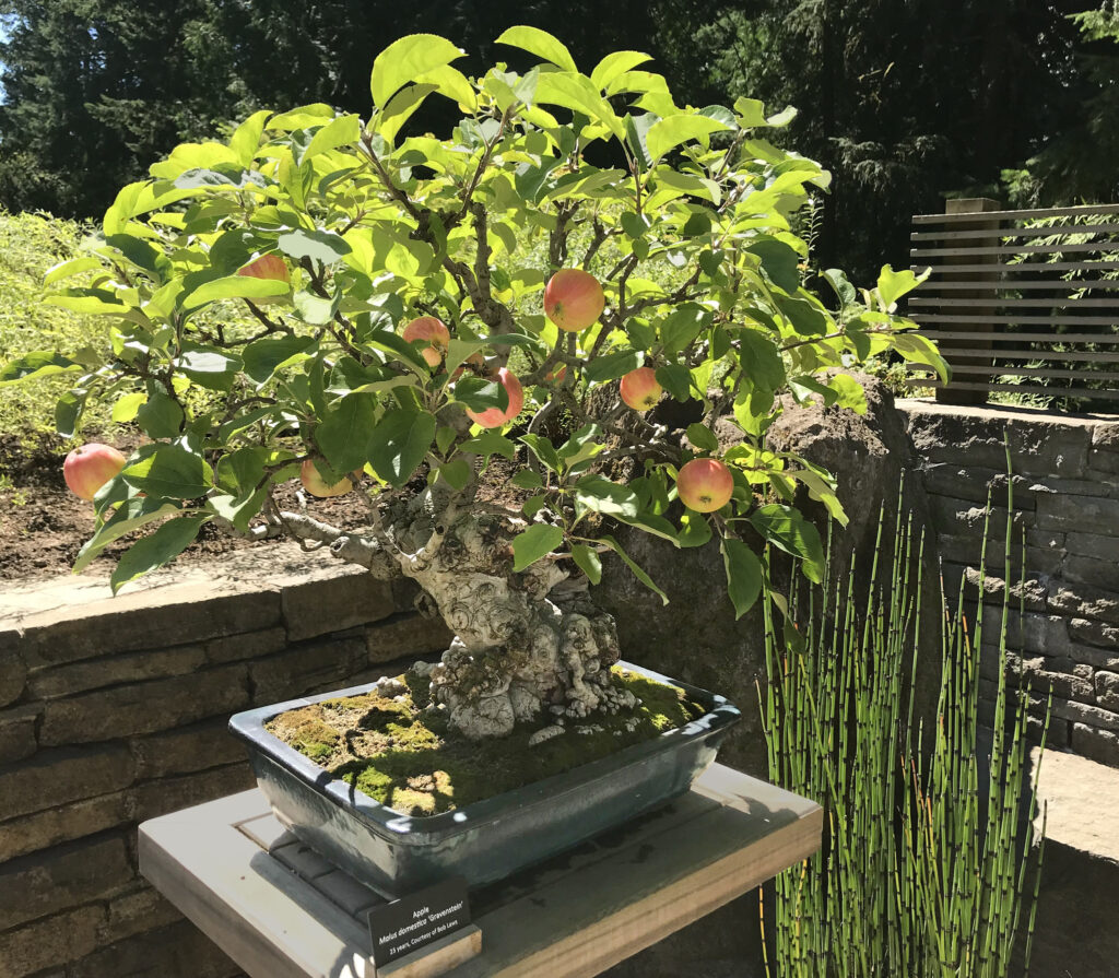 Apple Tree Bonsai